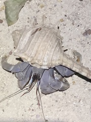Coenobita violascens