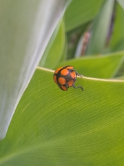 Botanochara octoplagiata