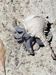 Coenobita violascens