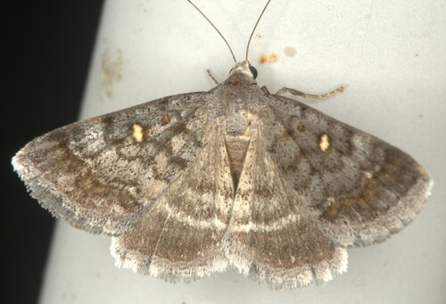 Acantholipes namacensis