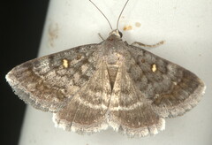 Acantholipes namacensis