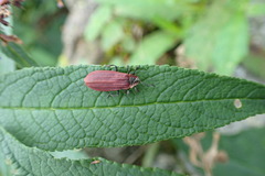 Dictyoptera aurora