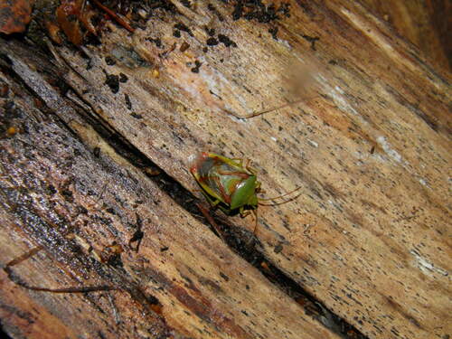 Krūminė Skydblakė