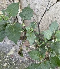 Solanum nigrum