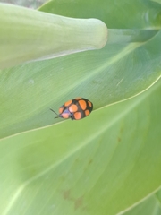 Botanochara octoplagiata