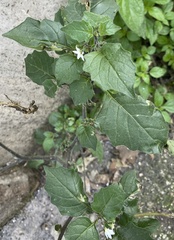 Solanum nigrum