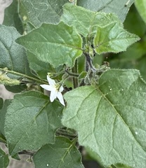 Solanum nigrum