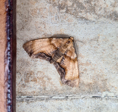 Achrosis