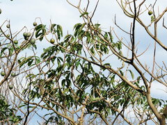 Crateva adansonii formosensis