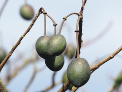 Crateva adansonii formosensis