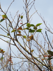 Ficus erecta beecheyana