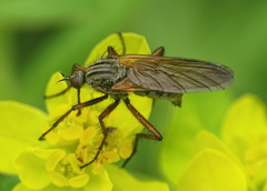 Empis opaca