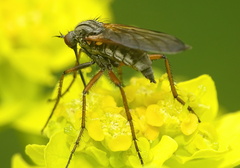 Empis opaca