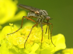 Empis opaca