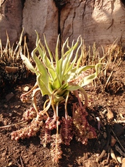 Ledebouria marginata