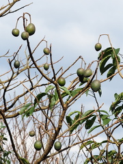 Crateva adansonii formosensis
