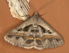 Acantholipes trimeni