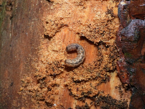 Pilkasis pelėdgalvis