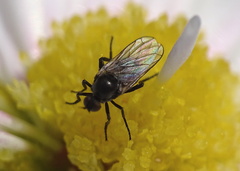 Empis