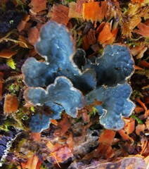 Peltigera praetextata