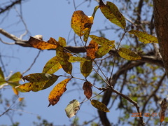 Philenoptera laxiflora