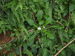 Mazus fauriei