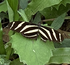 Heliconius charithonia