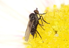 Empis