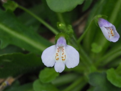 Mazus fauriei