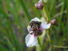 Macropis europaea