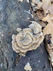 Trametes betulina