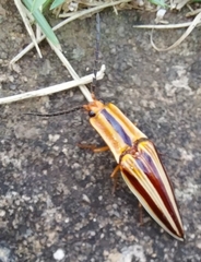 Semiotus serraticornis