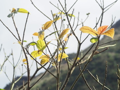 Ficus erecta beecheyana