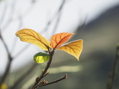 Ficus erecta beecheyana