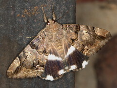 Achaea catella