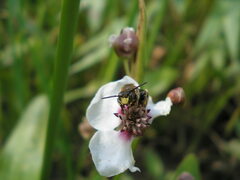 Macropis europaea