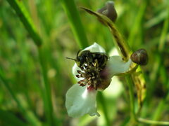 Macropis europaea