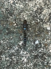 Rhionaeschna marchali