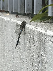 Rhionaeschna marchali