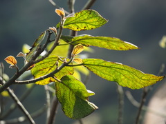 Ficus erecta beecheyana