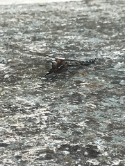 Rhionaeschna marchali