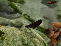 Calopteryx cornelia