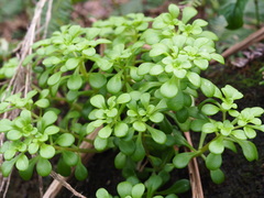 Sedum formosanum