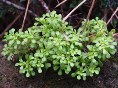 Sedum formosanum