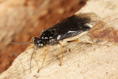 Heterarthrus ochropoda