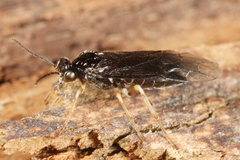 Heterarthrus ochropoda