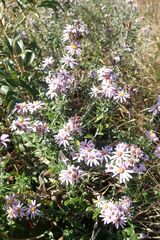 Athrixia phylicoides