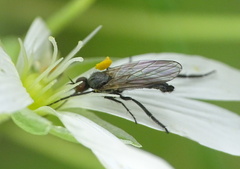 Empis chioptera