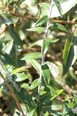 Athrixia phylicoides