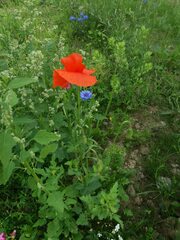 Papaver rhoeas